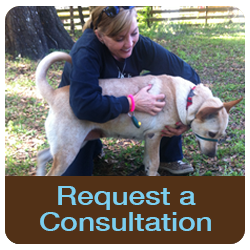 request a consult with Animal Behavior Counseling